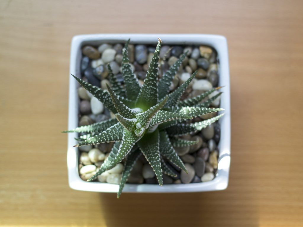 Best succulents for indoors Haworthia species