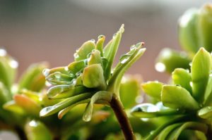 how much to water succulent plants