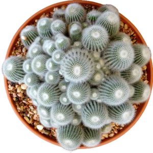 cacti in pot with gravel