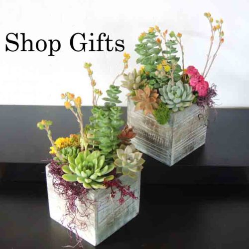 succulent slabs gifts